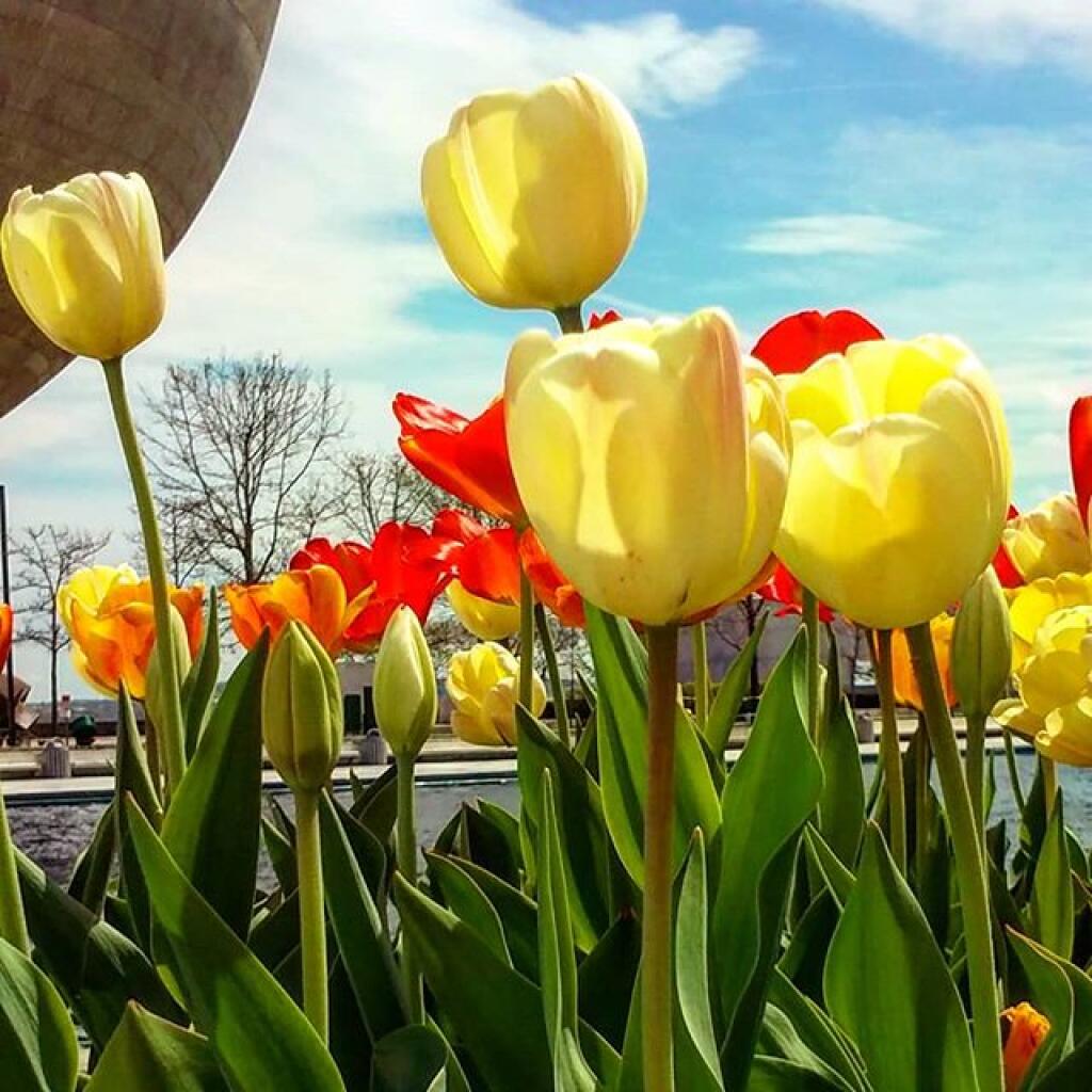Tulip Time!