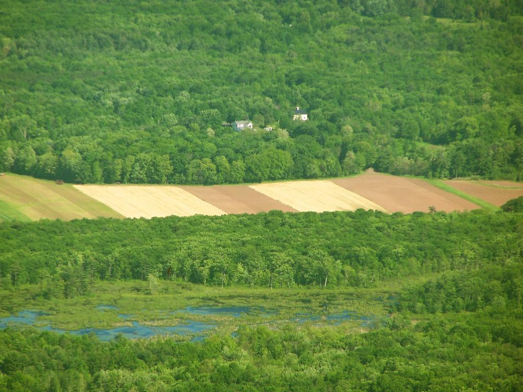 Field and Swamp