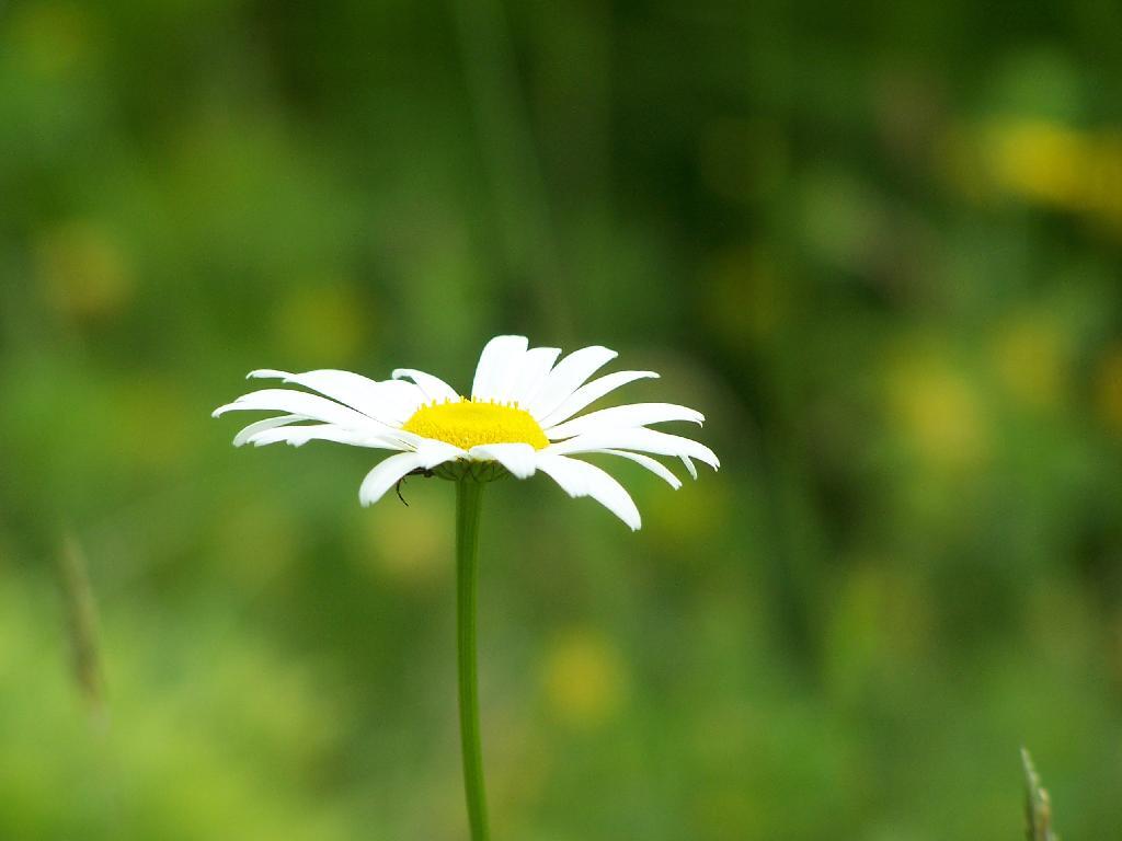  Daisy