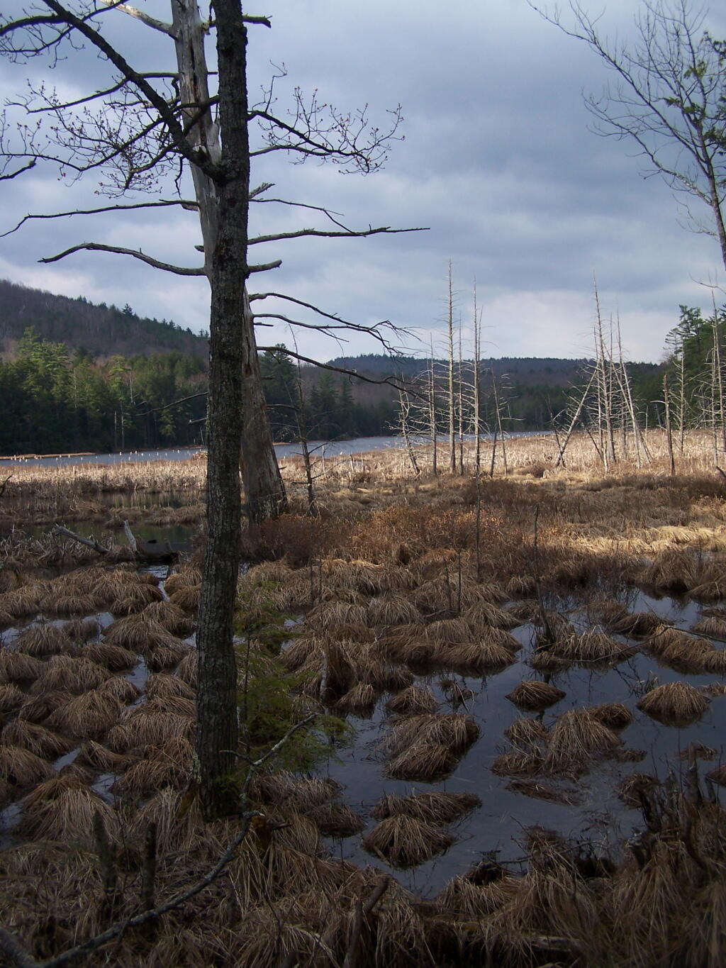  Across Alder Pond