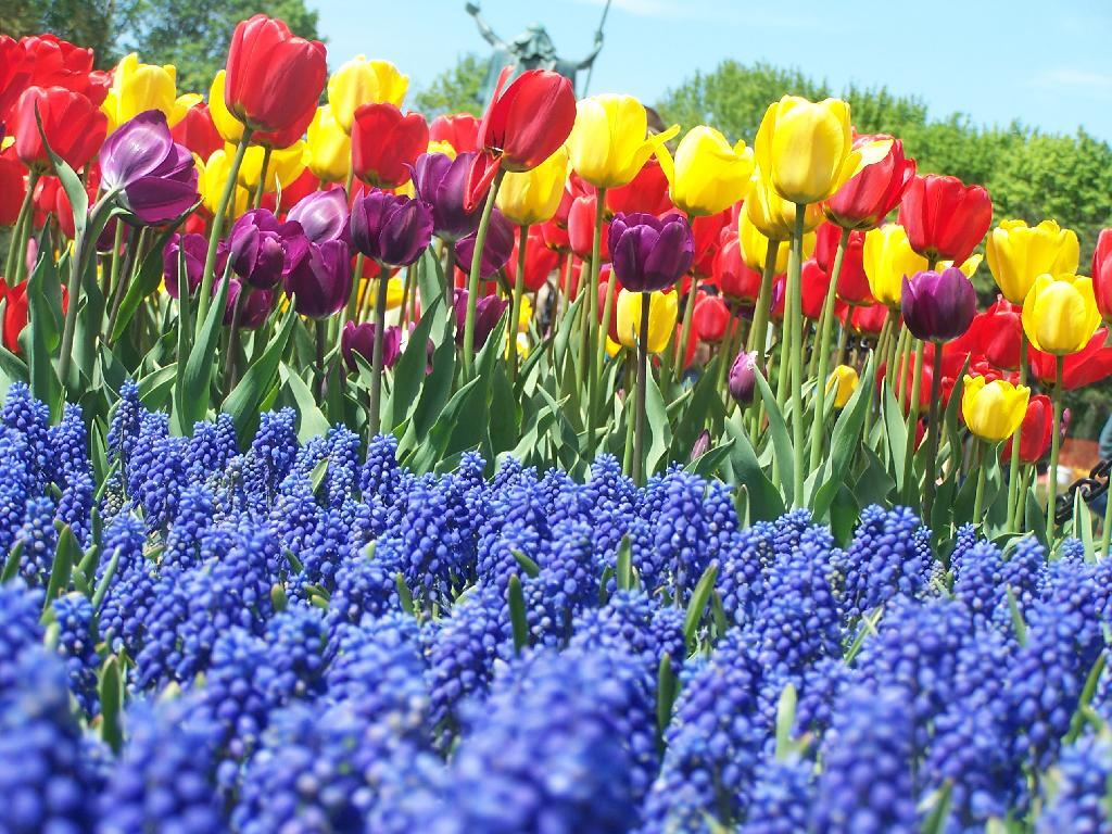 Tulips and Moses