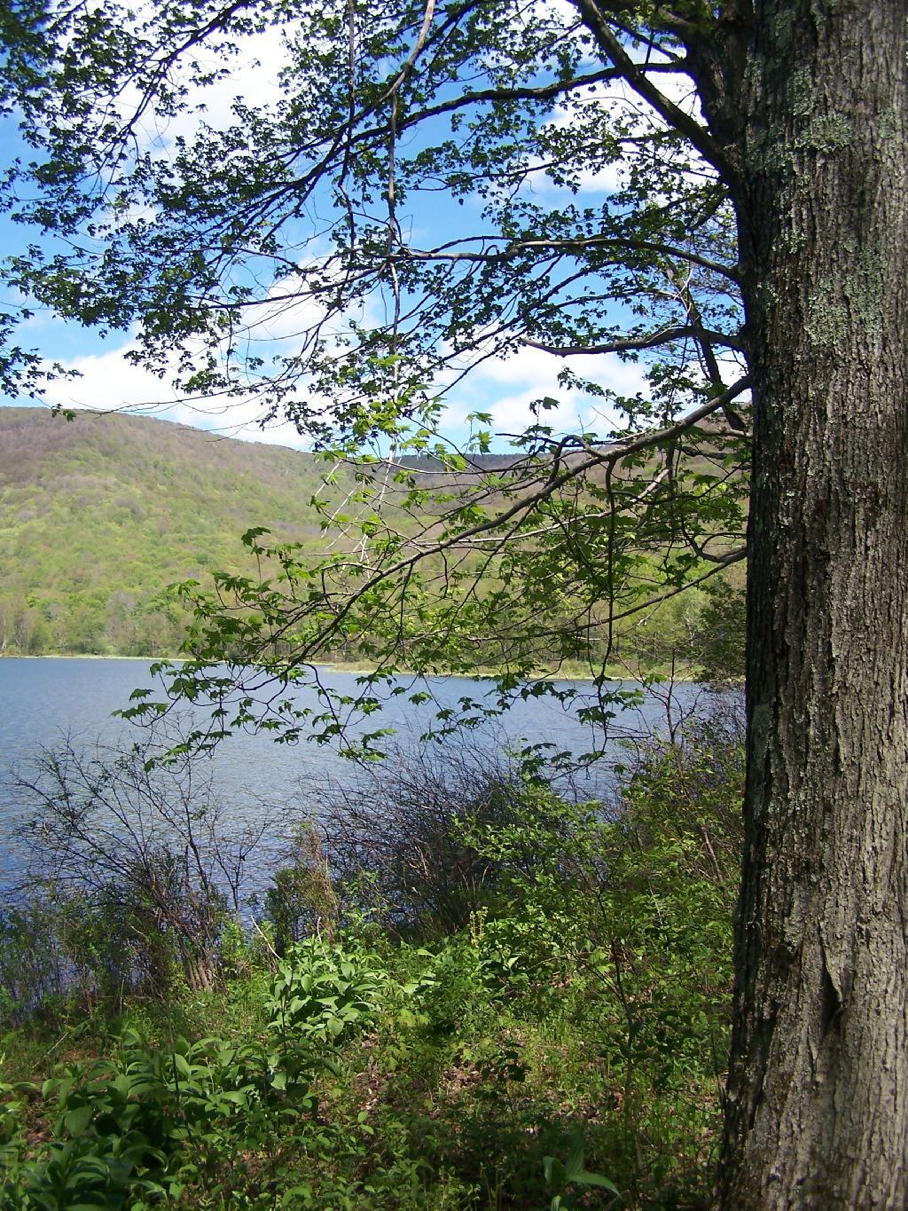 Along Edge of Alder Pond