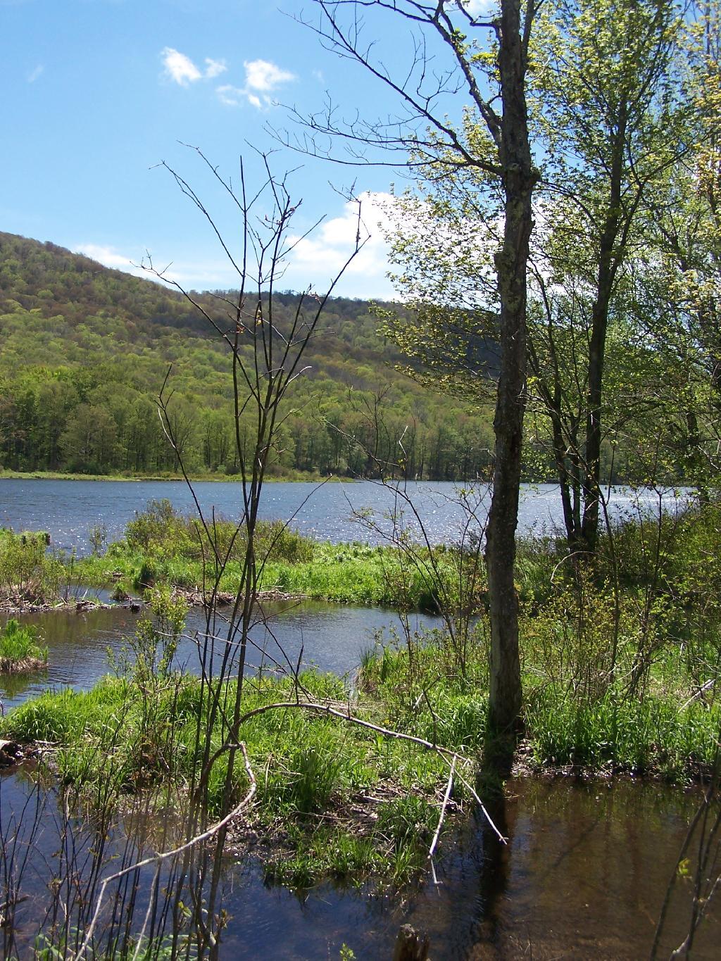 Marshy End of the Lake