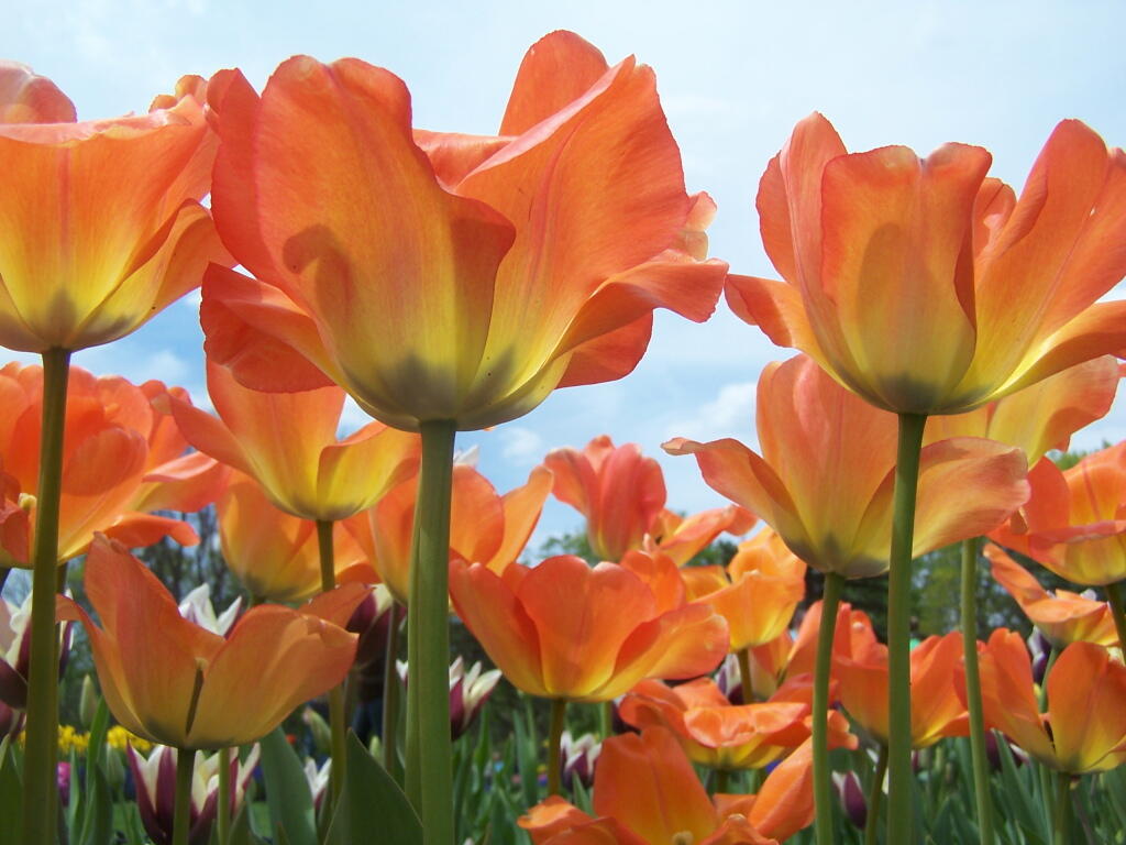 Orange Tulips