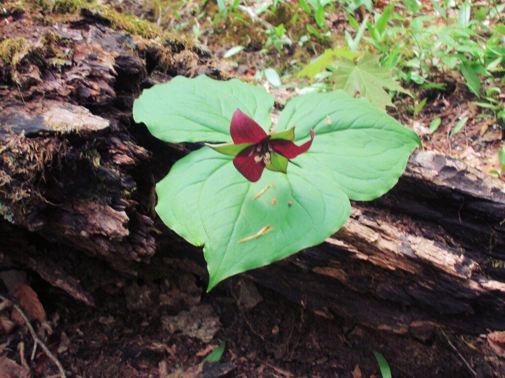  Columbine