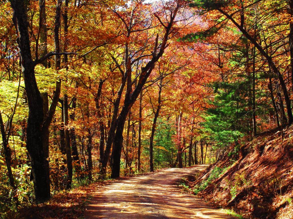 Quiet Walk Along Camp Run Road