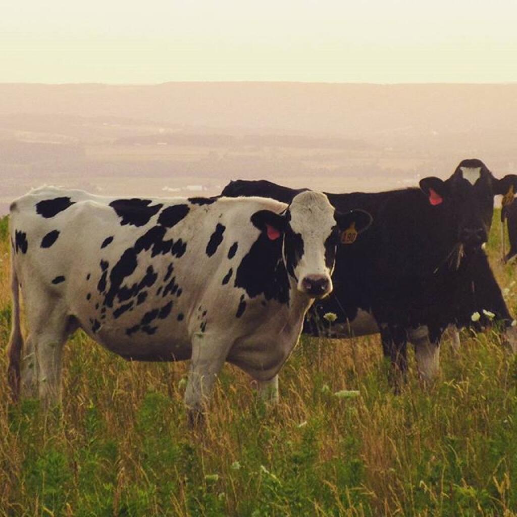 Being watched as the sun set