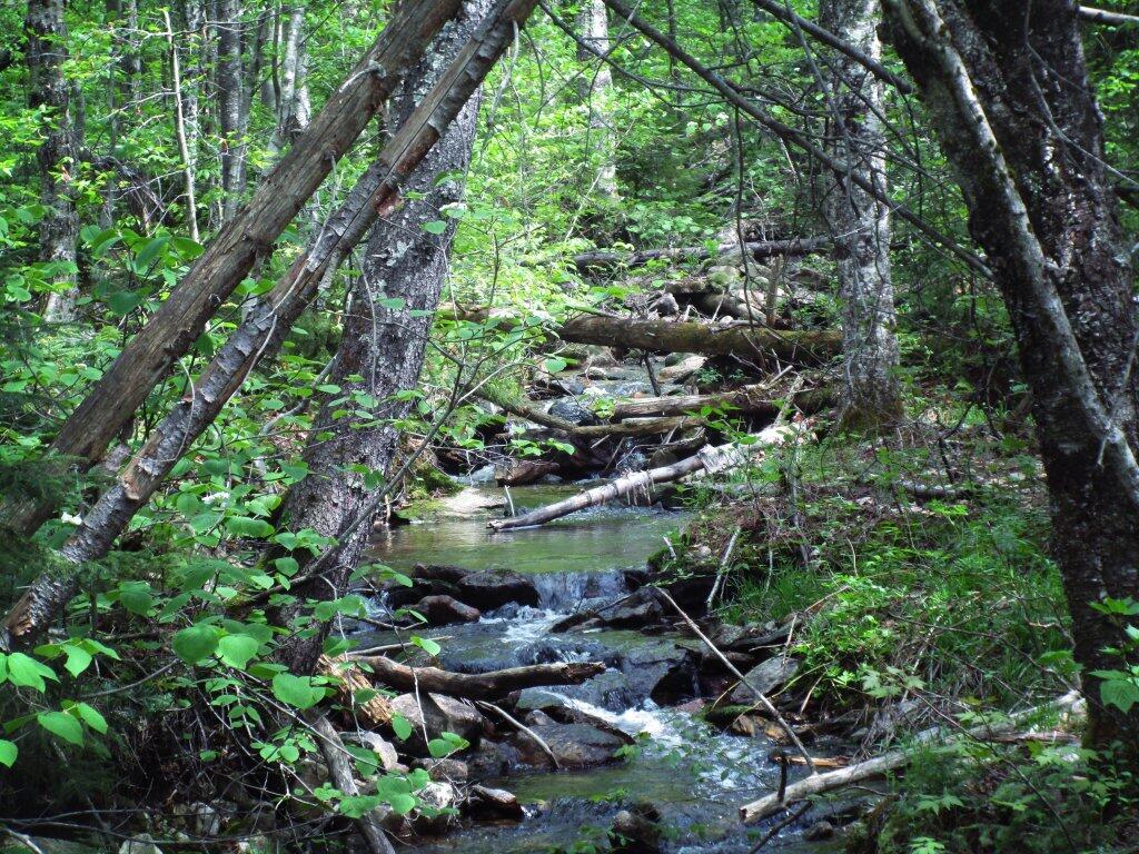  Stratton Pond Outflow