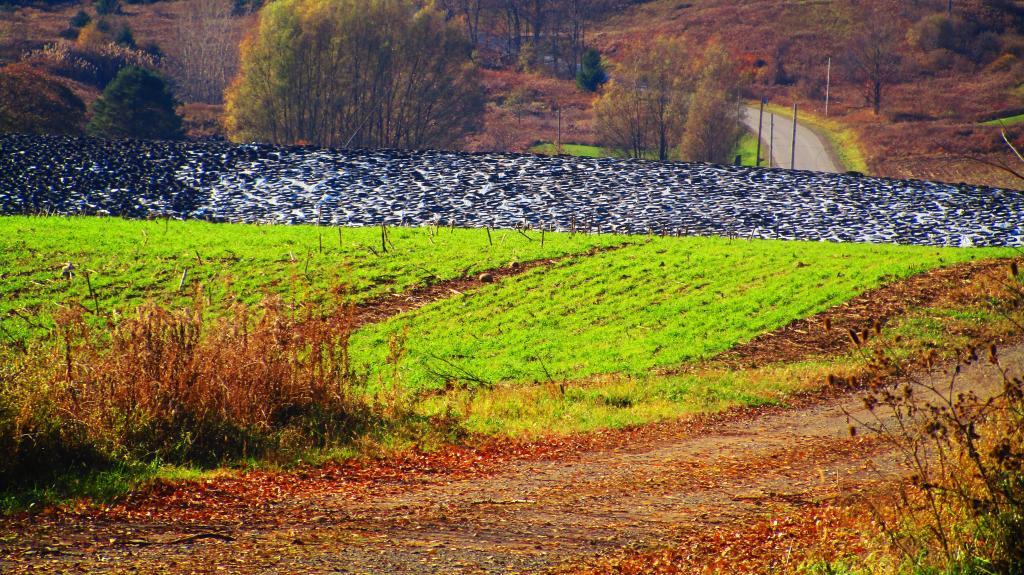 Silage Mountain