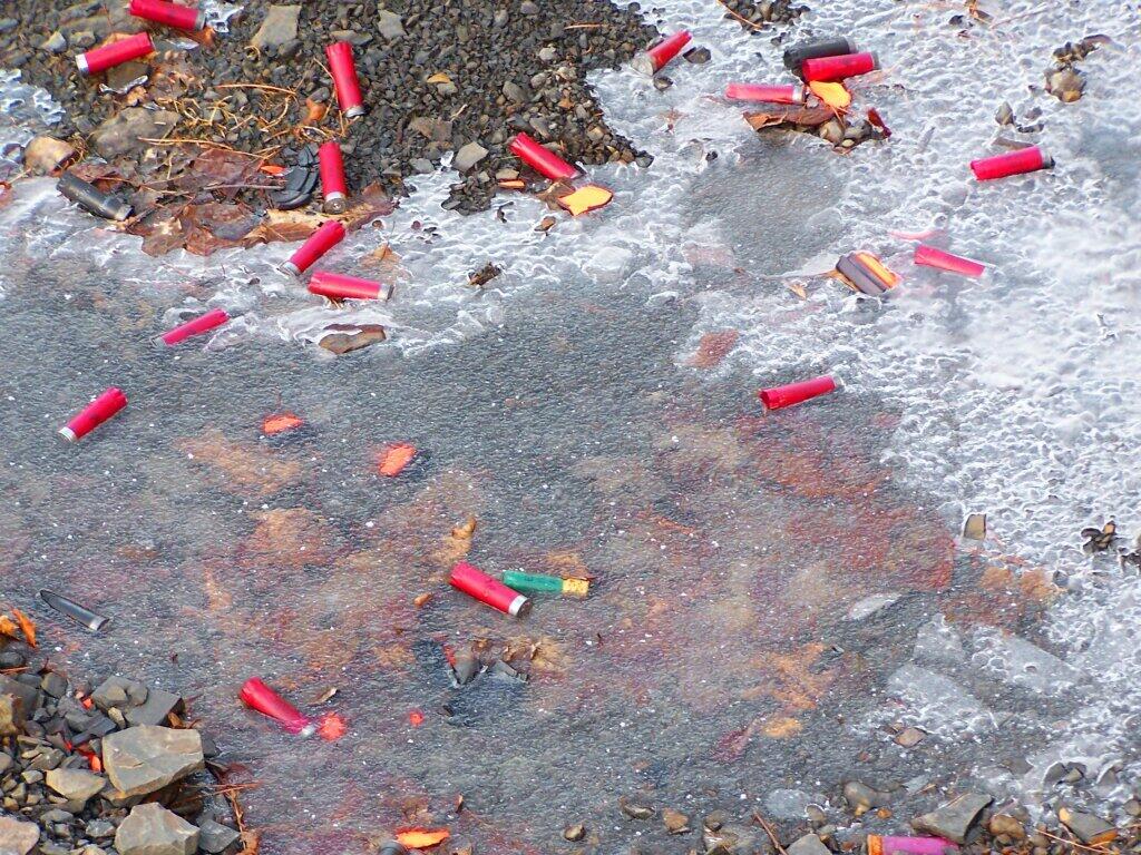 Photo: Shot Shells