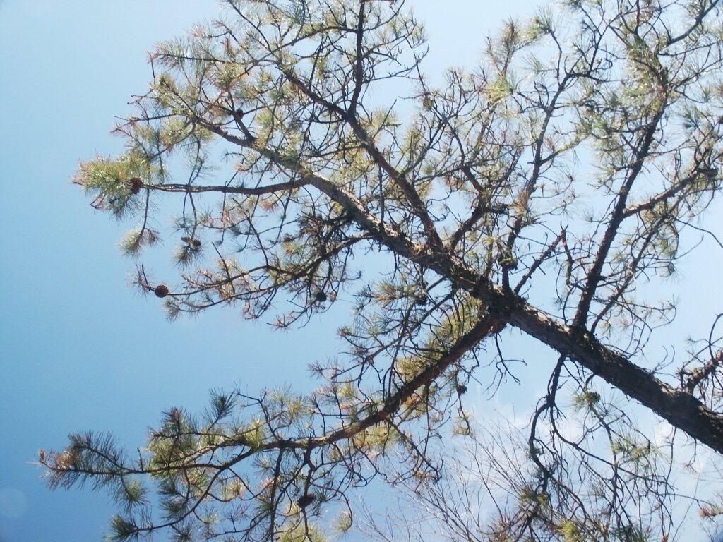 Photo: Pine Bush Tree