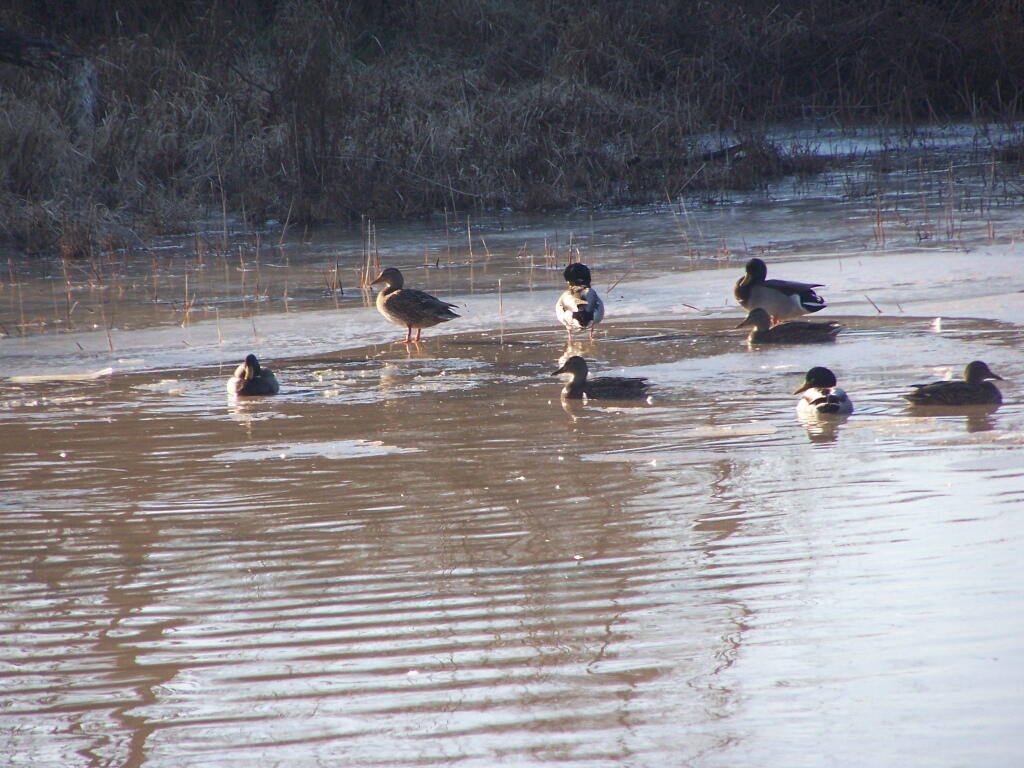 Photo: Candian Geese Photo: Candian Geese