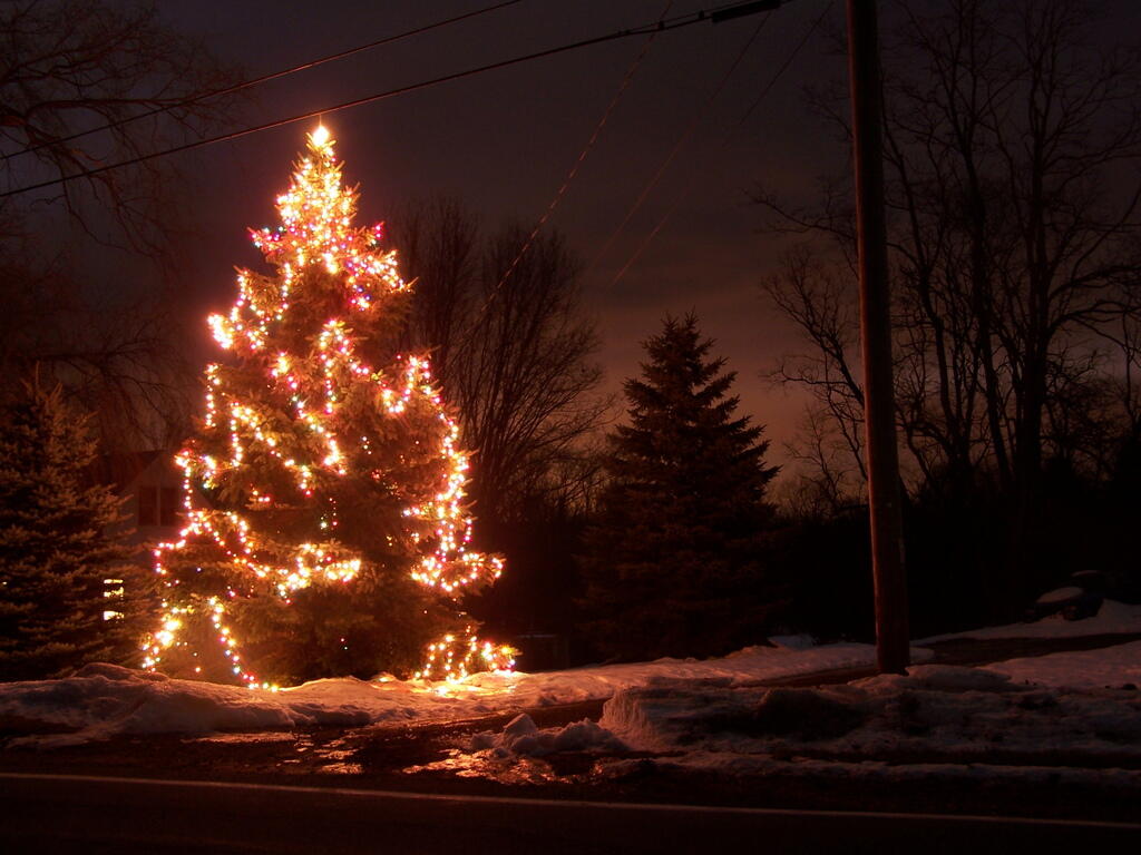 Photo: Last Night for Tree Photo: Last Night for Tree