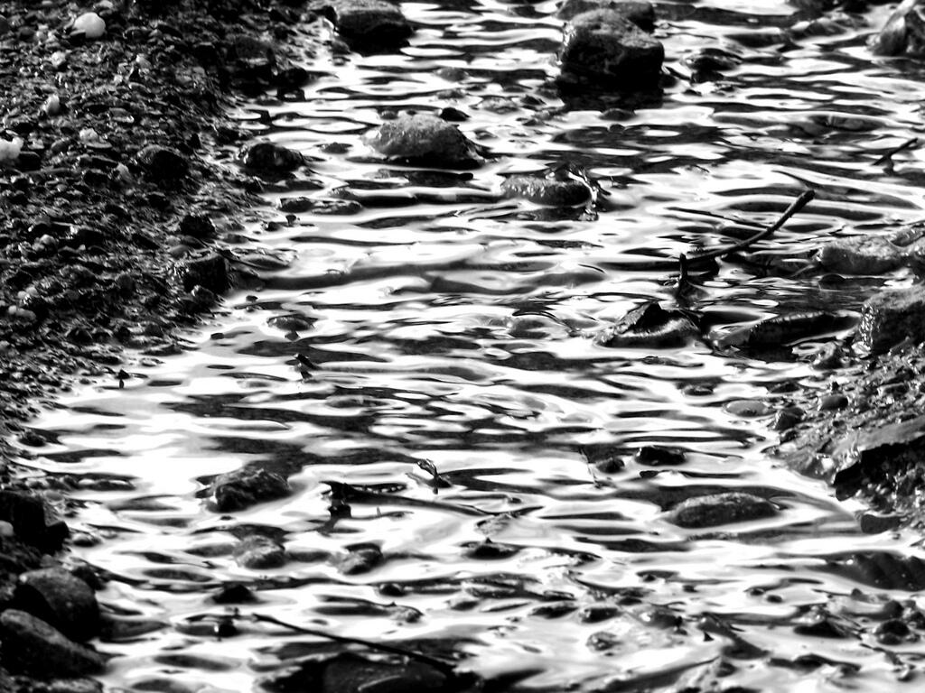 Photo: Stream Bed