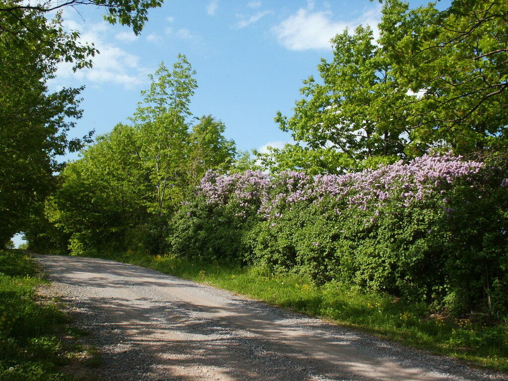 Photo: Roadside Lillacs Photo: Roadside Lillacs