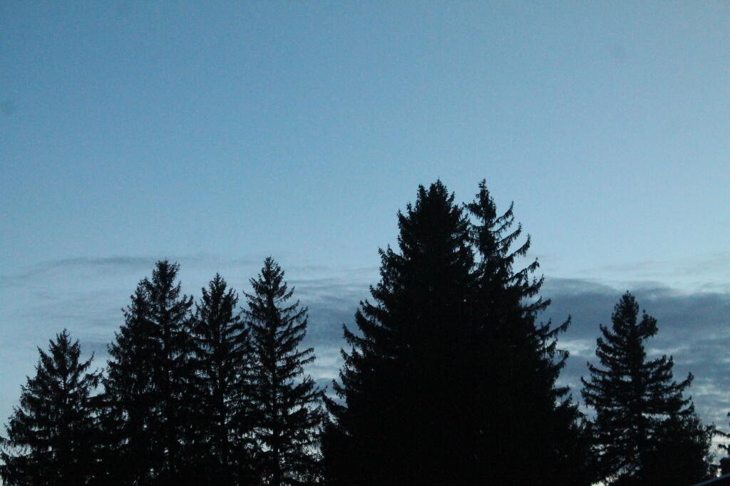 Photo: Trees Photo: Trees
