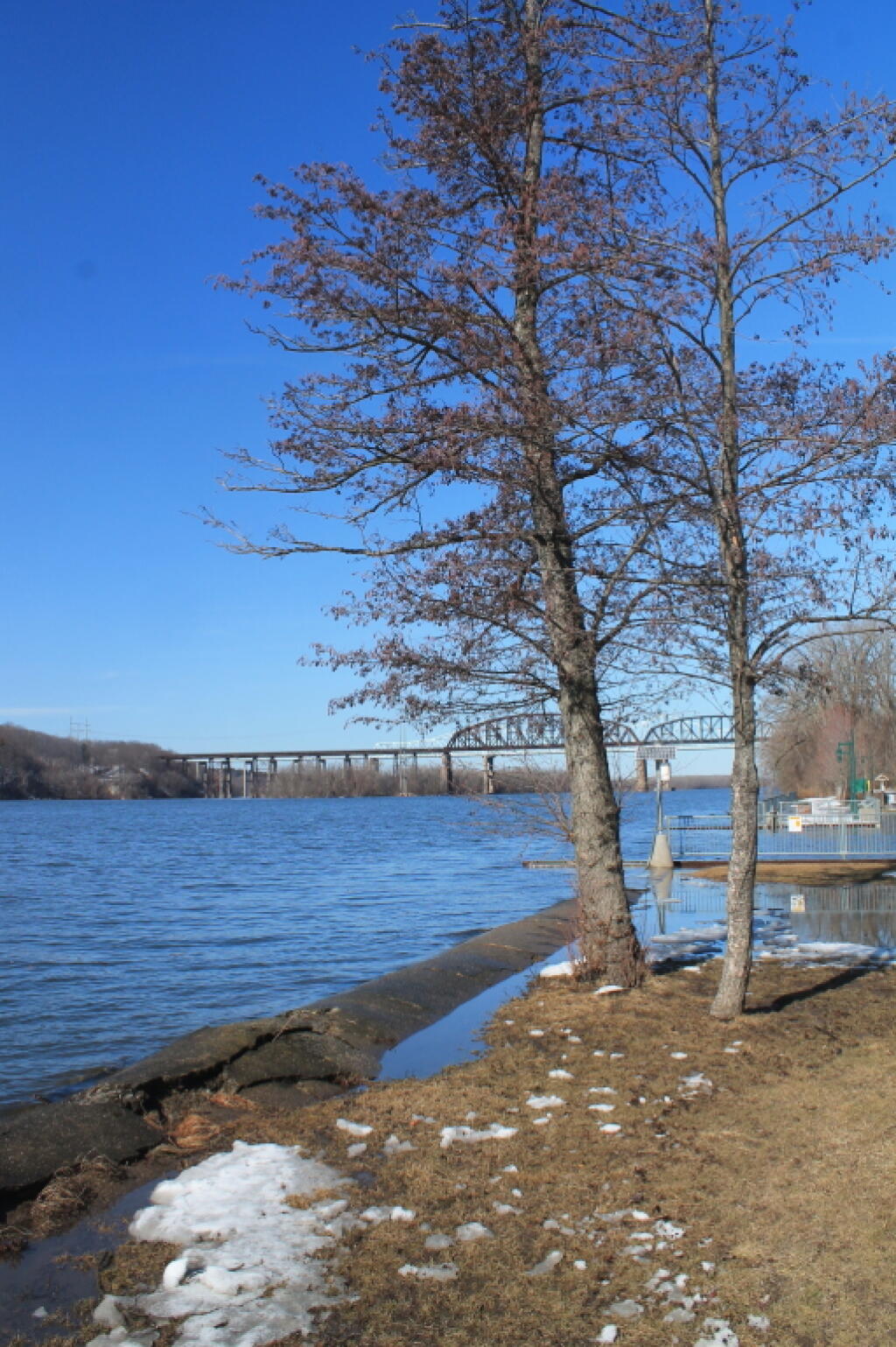 Photo: Trees and Alfred Smith Bridge Photo: Trees and Alfred Smith Bridge