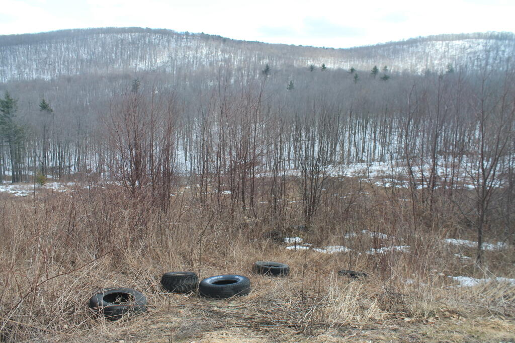 Photo: Tires Dumped in the Forest Photo: Tires Dumped in the Forest