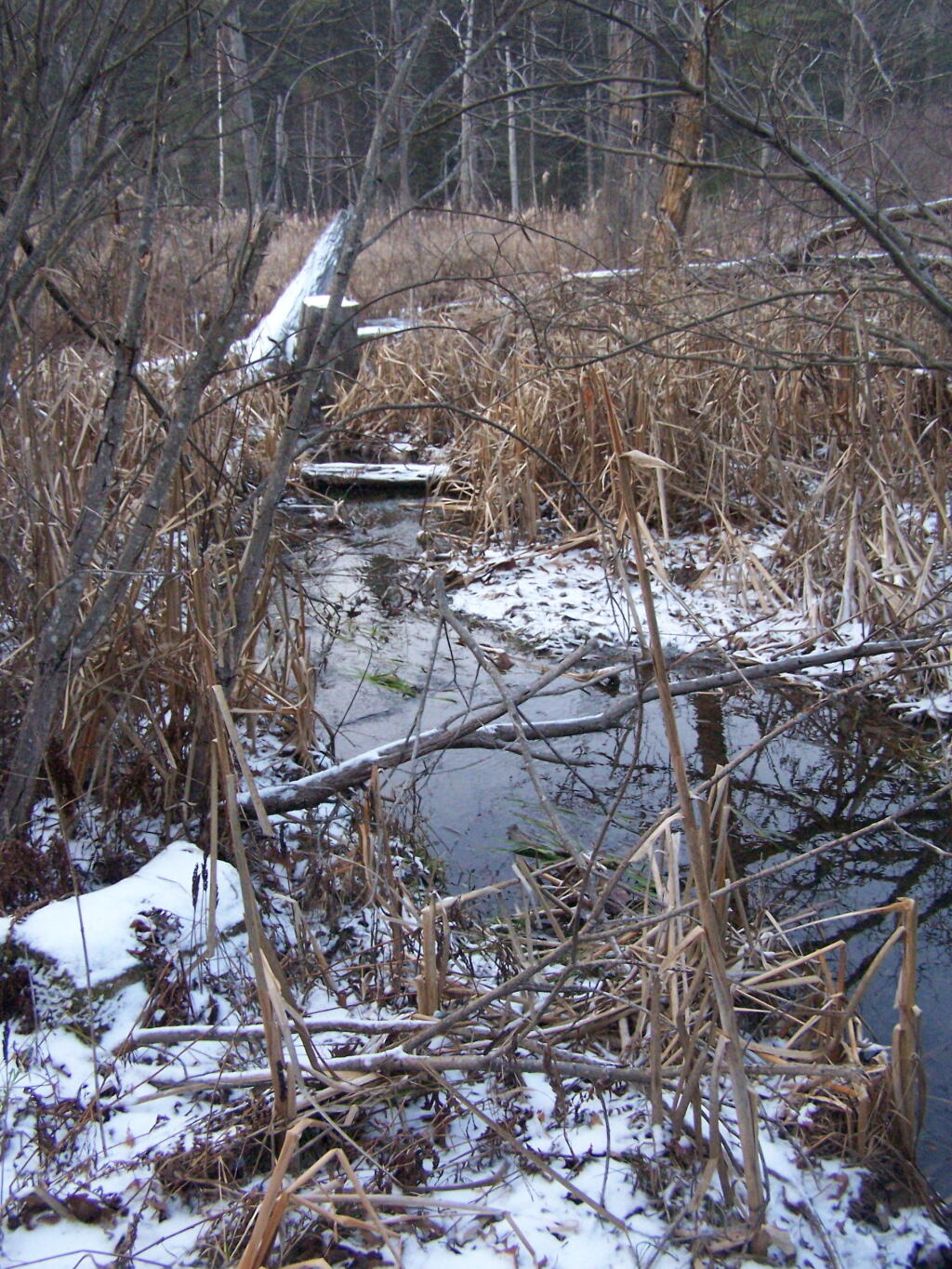 Photo: Ice Swamp Creek