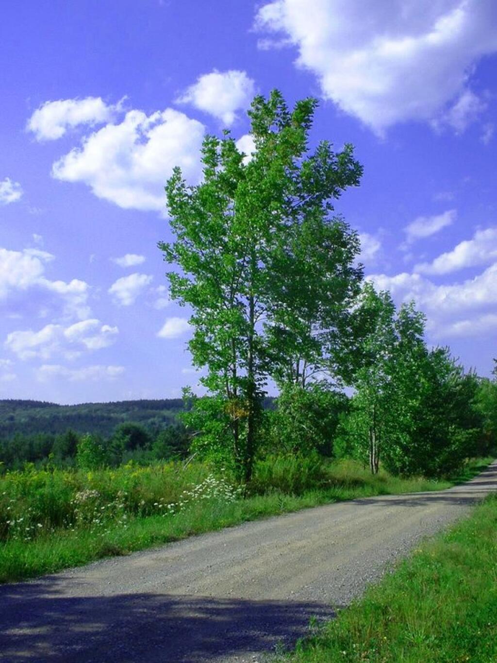 Photo: Kenyon Road Photo: Kenyon Road