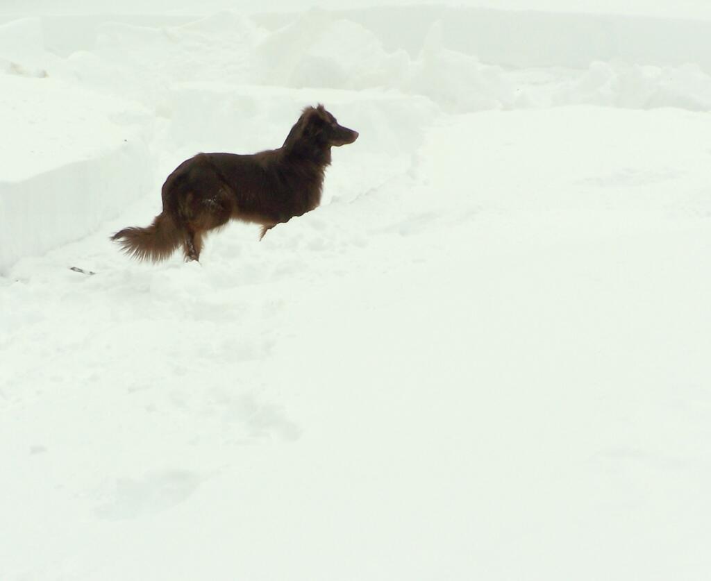 Photo: Two Much Snow Photo: Two Much Snow