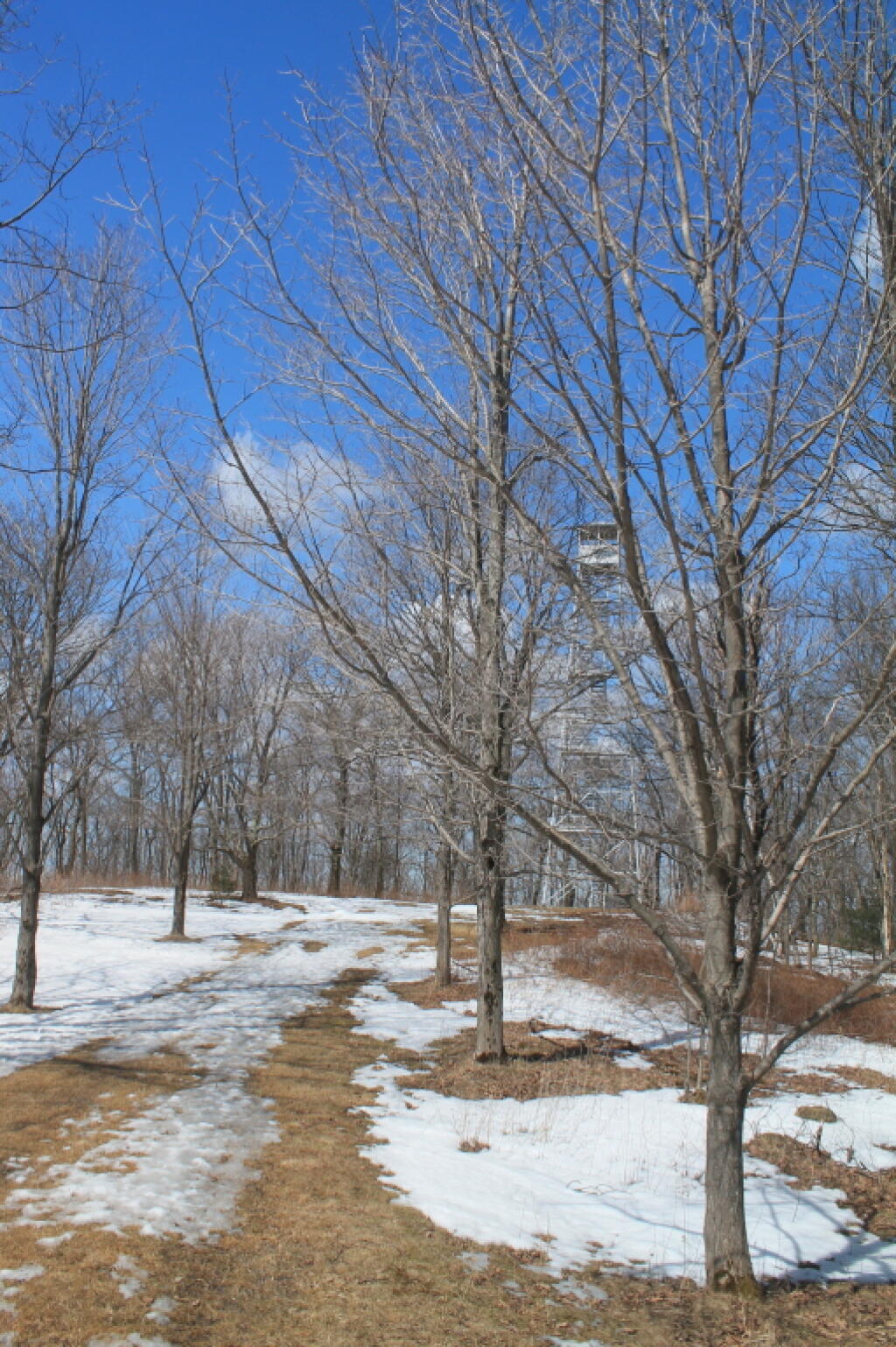 Photo: There's the Firetower