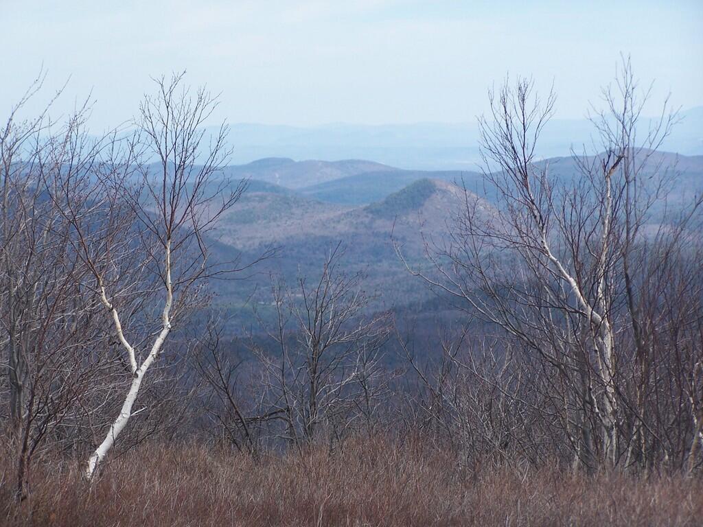 Photo: Mountains Thru Trees
