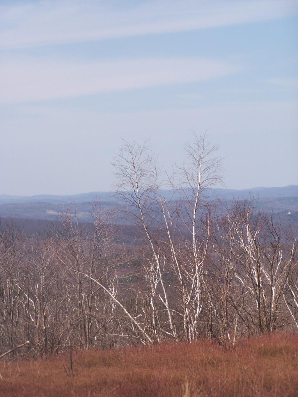 Photo: Birch Photo: Birch