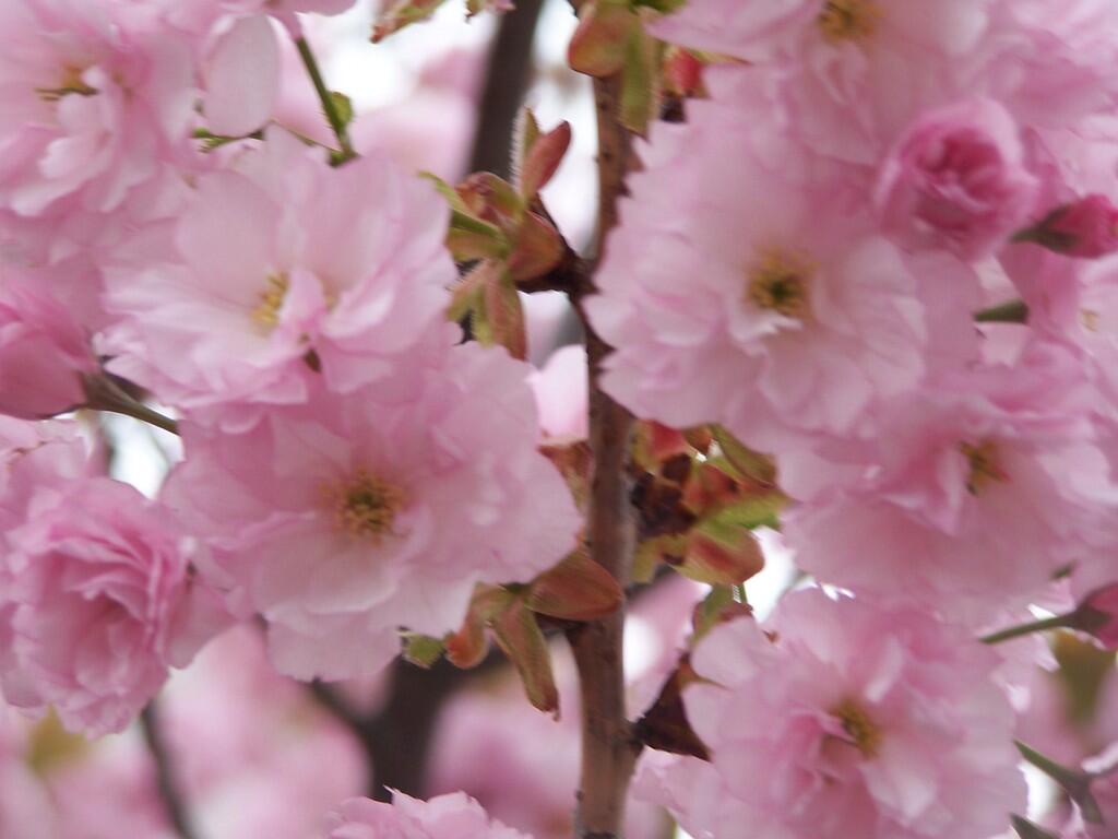 Photo: Pink