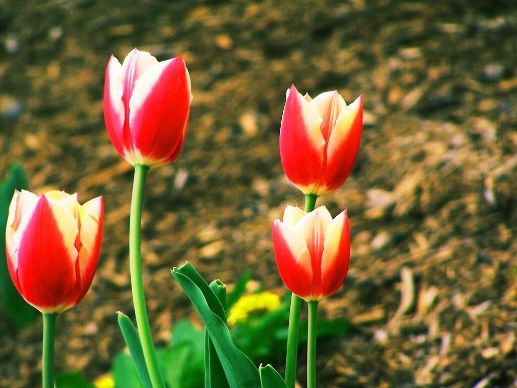 Photo: Tulip
