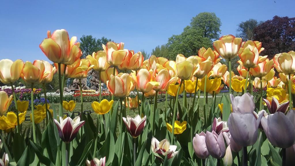 Photo: Tulips