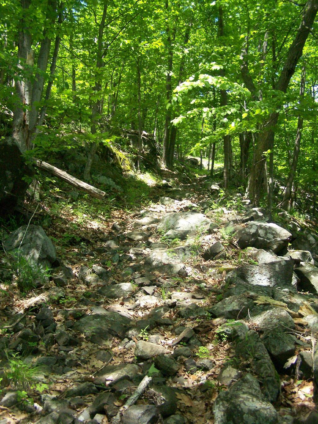 Photo: Trail Back Up Mountain Photo: Trail Back Up Mountain