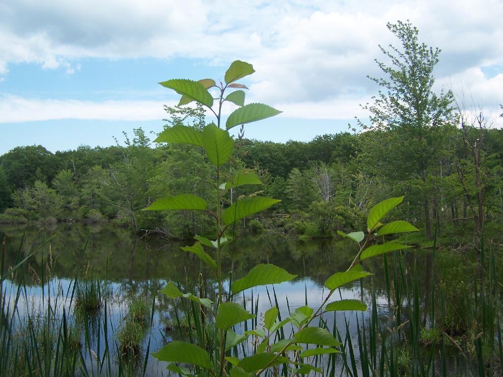 Photo: Pond Photo: Pond