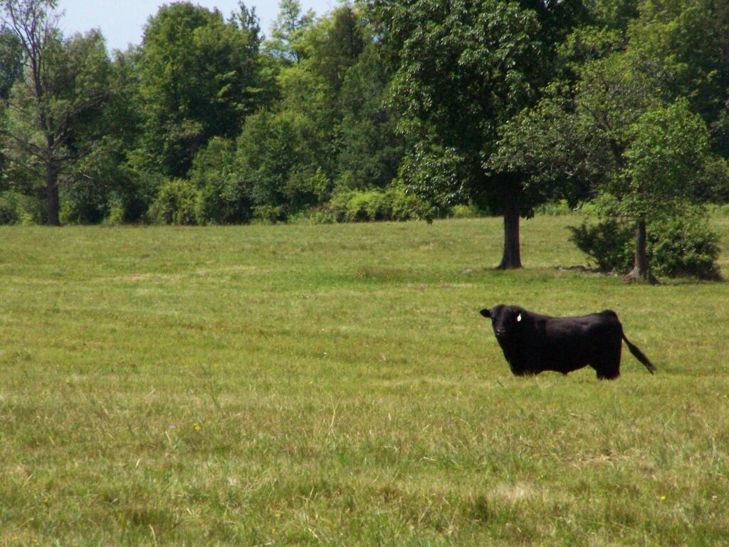 Photo: Black Angus Photo: Black Angus