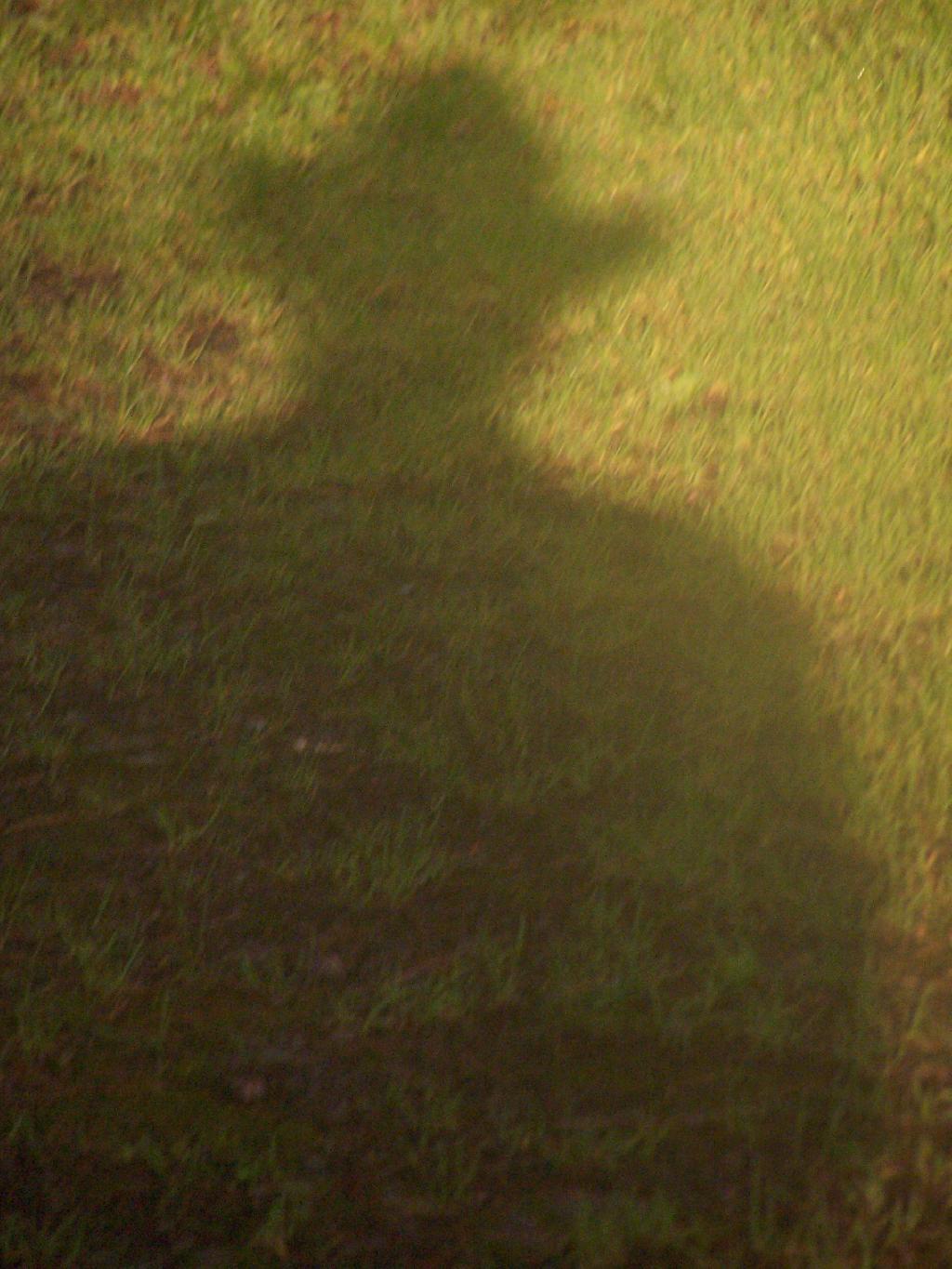 Photo: Shadow Photo: Shadow