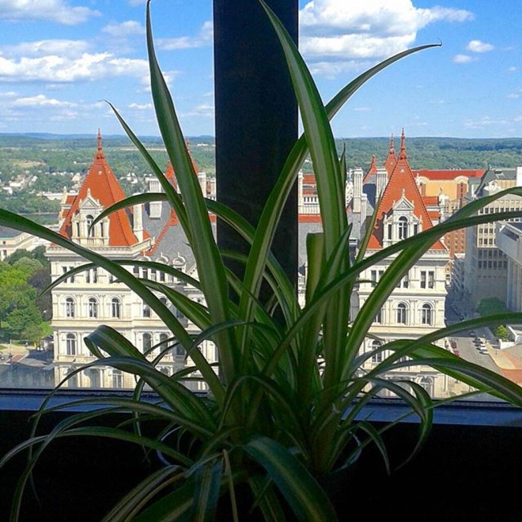 Photo: Spider plant keeps growing Photo: Spider plant keeps growing