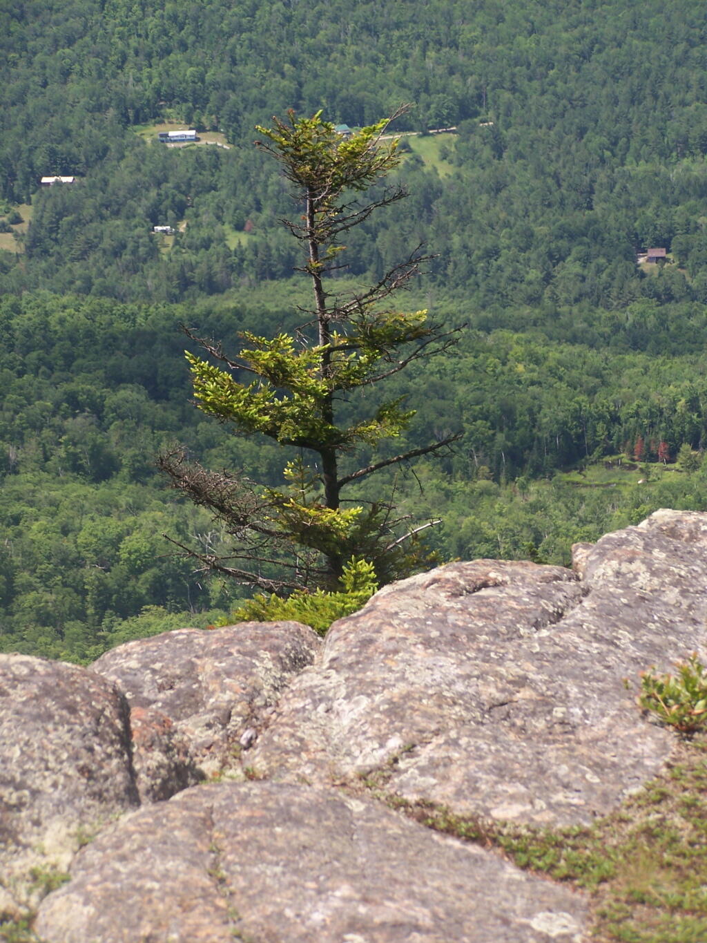 Photo: Lonely Tree Photo: Lonely Tree