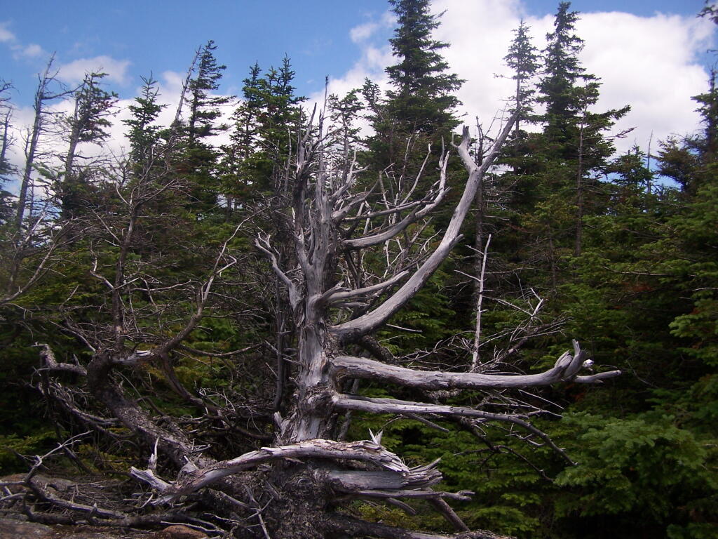 Photo: Twisted Bush