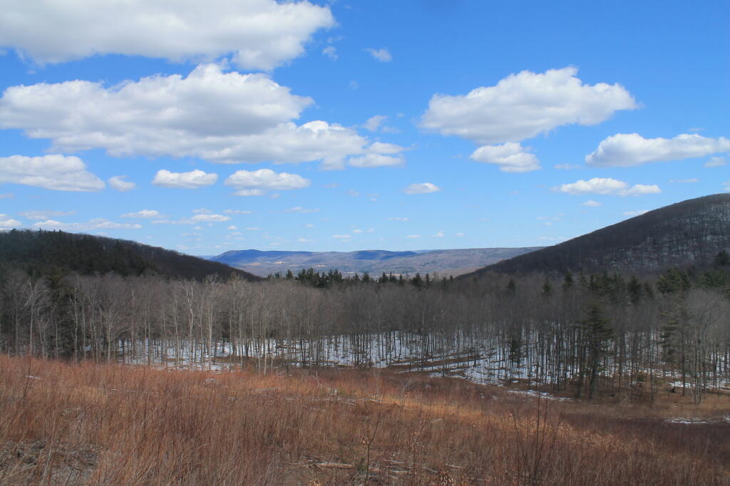 Photo: Logged Forest Reverting Back Photo: Logged Forest Reverting Back