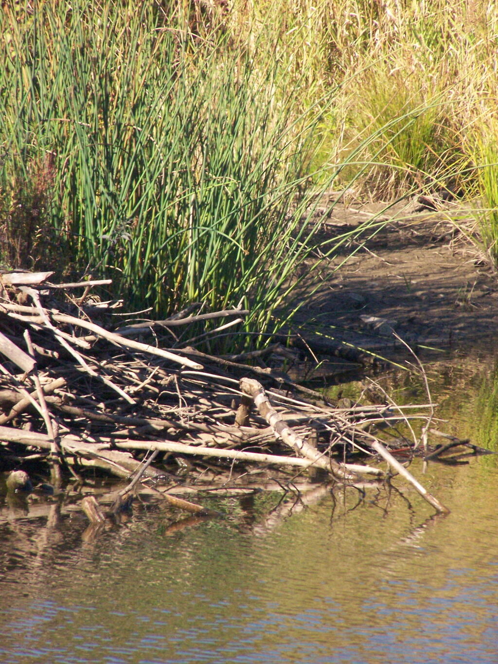 Photo: Beaver Dam Photo: Beaver Dam