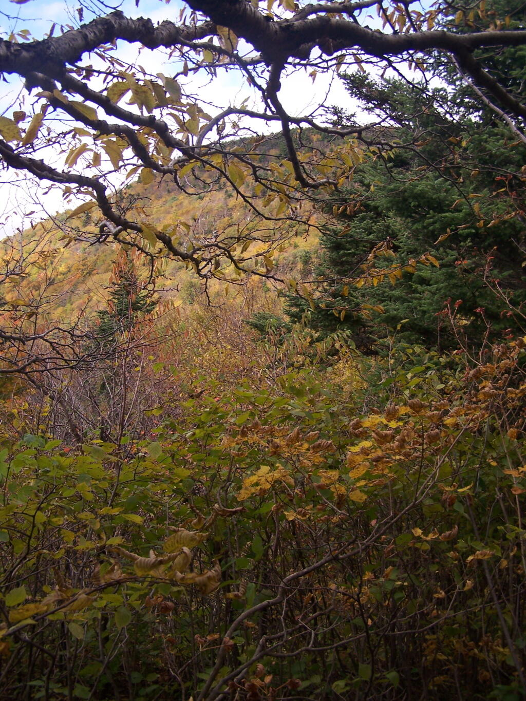Photo: Broken Views of Twin Mountain