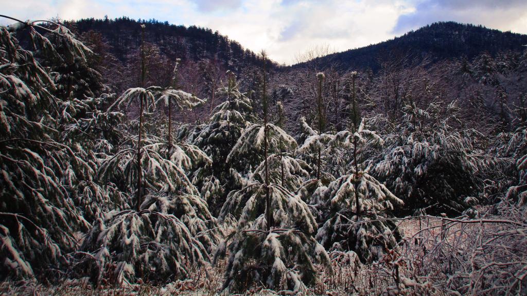Photo: Eddy Mountain from River Road Photo: Eddy Mountain from River Road