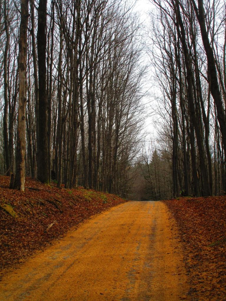 Photo: Tammerac Needles Cover the Road Photo: Tammerac Needles Cover the Road