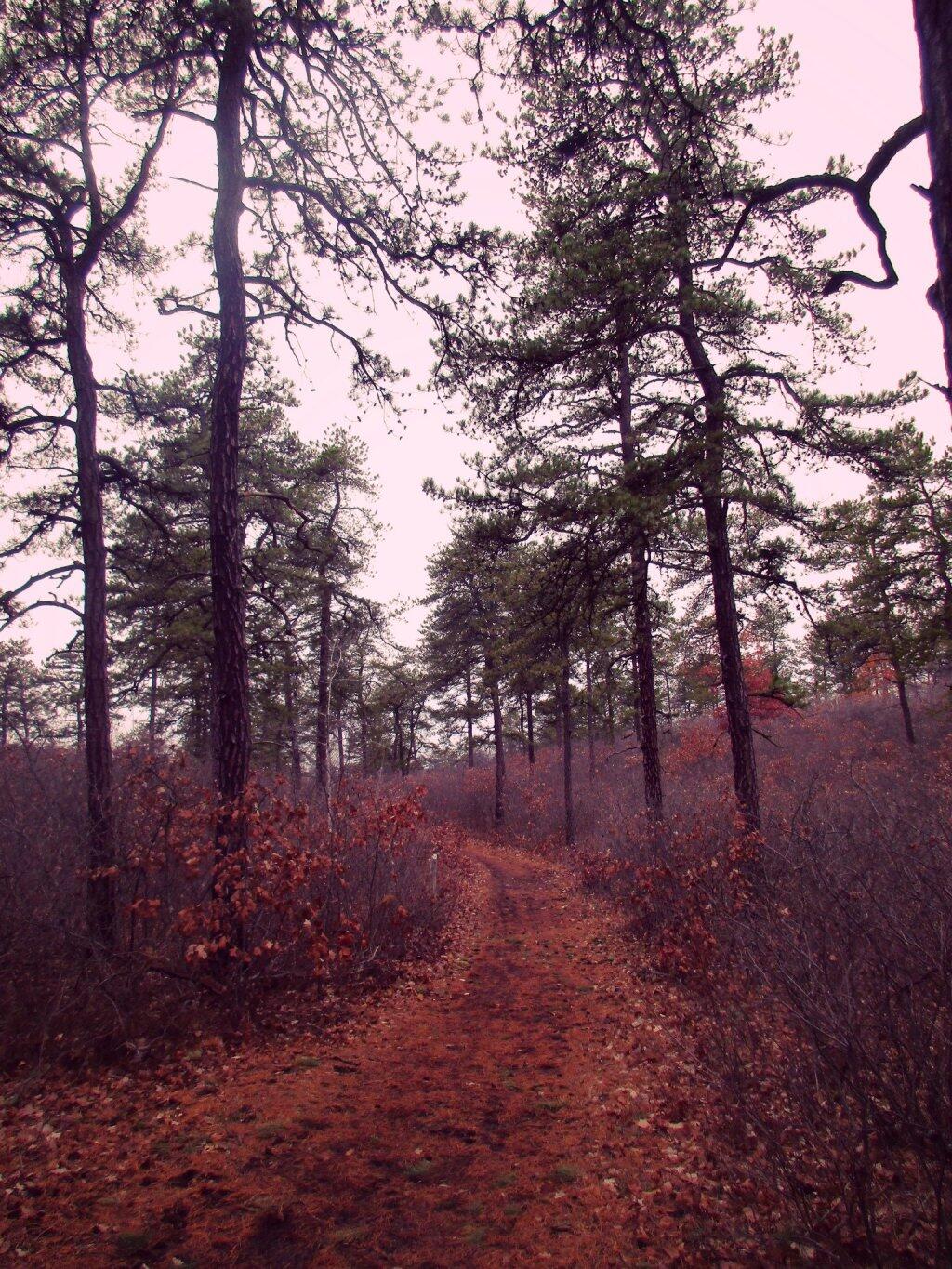 Photo: Pathway
