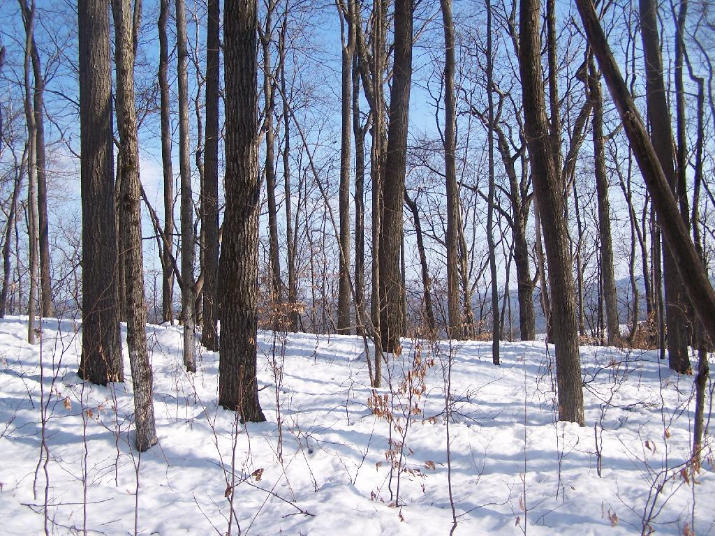 Photo: Schroon Lake Through the Trees