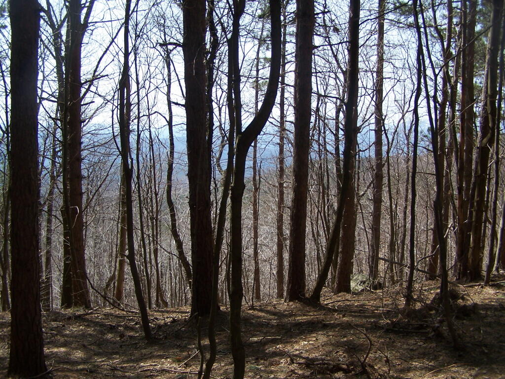 Photo: Patterson Ridge Photo: Patterson Ridge