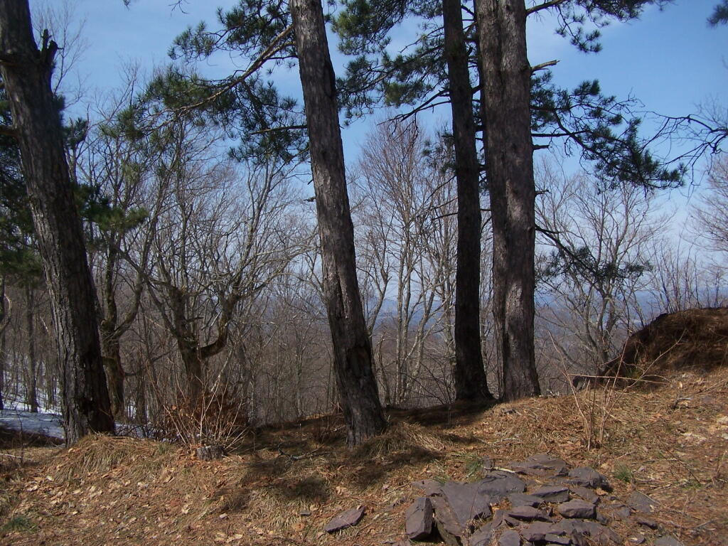 Photo: Trees