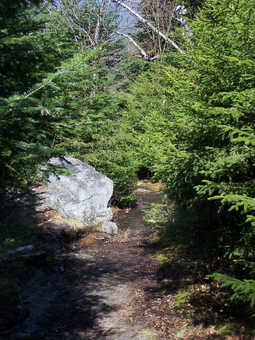 Photo: Through Thick Boreal Forest
