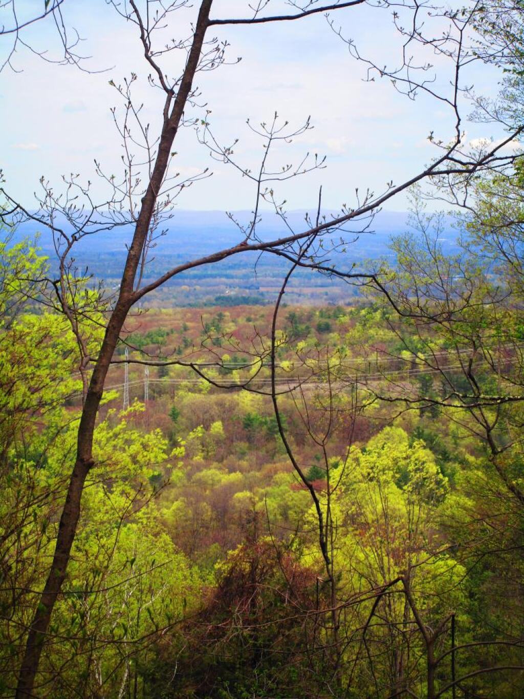 Photo: Greening Up