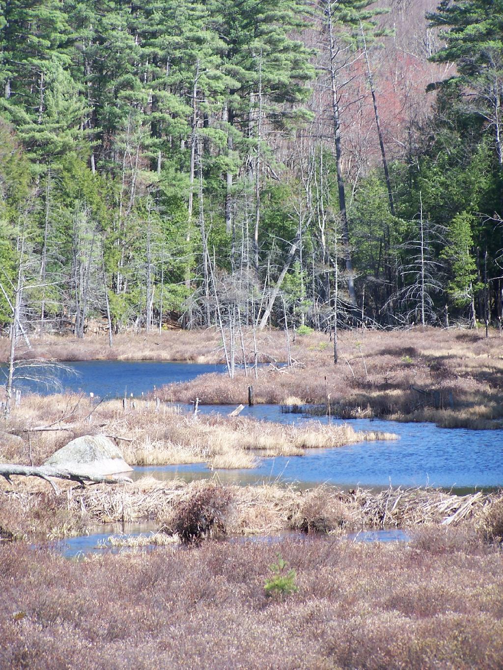 Photo: Swampy End of Oxshoe Pond